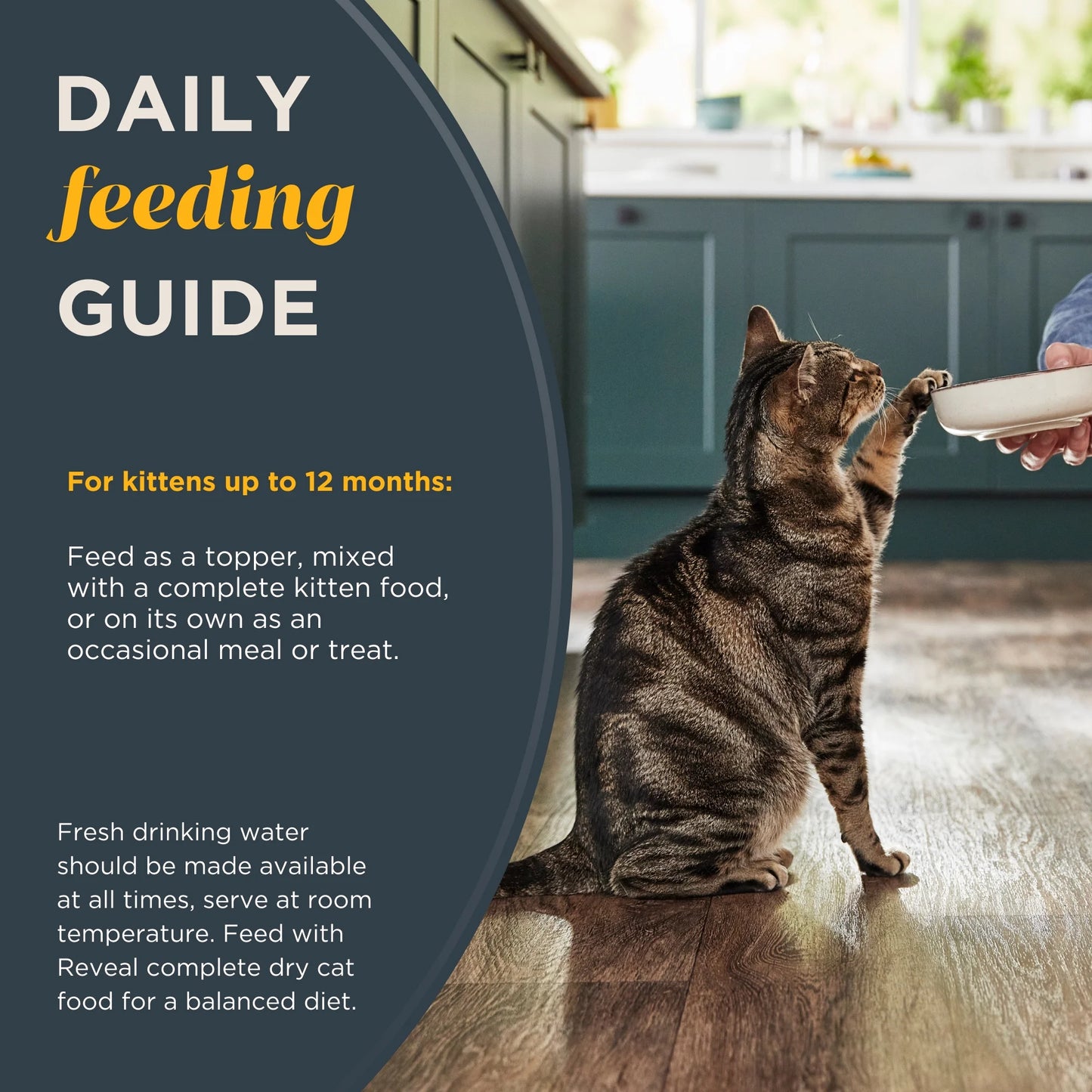 Wet Kitten Food, Tuna Fillet in Broth, 12 Pack of 2.47Oz Cans