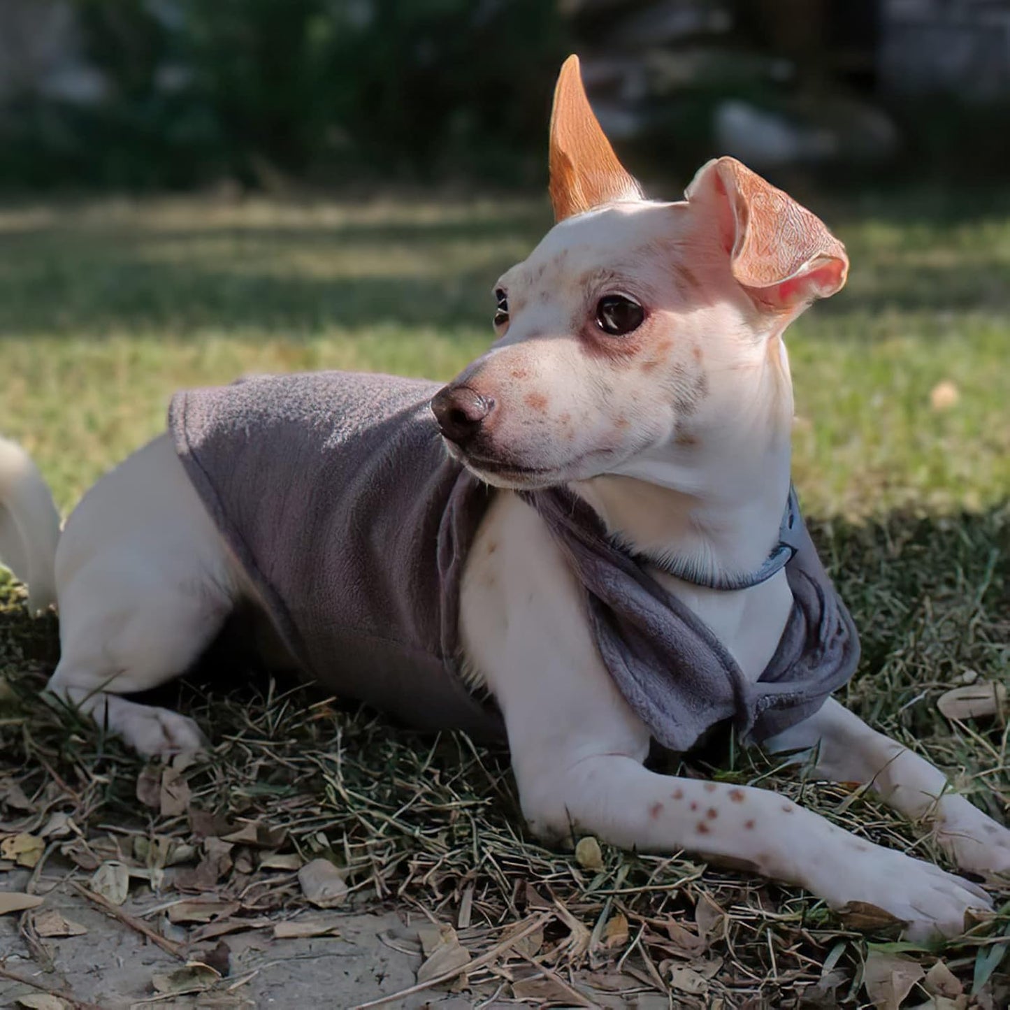 Set of 3 Dog Sweater with Leash Ring Fleece Pet Puppy Vest Winter Fall Clothes for Small Dog Boy Male Chihuahua Yorkies, (X-Small, Blue+Brown+Grey)
