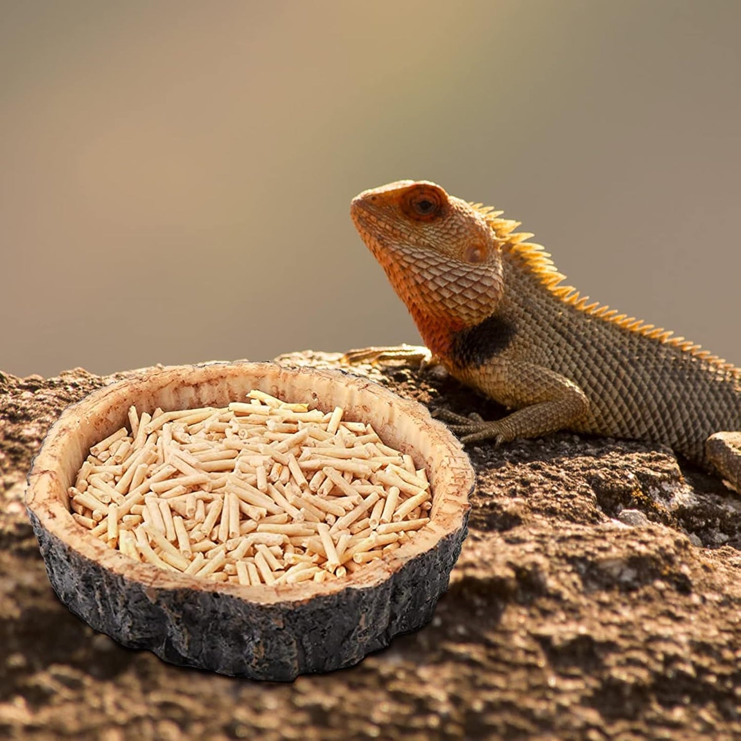 Reptile Food and Water Bowls,Bearded Dragons Accessories