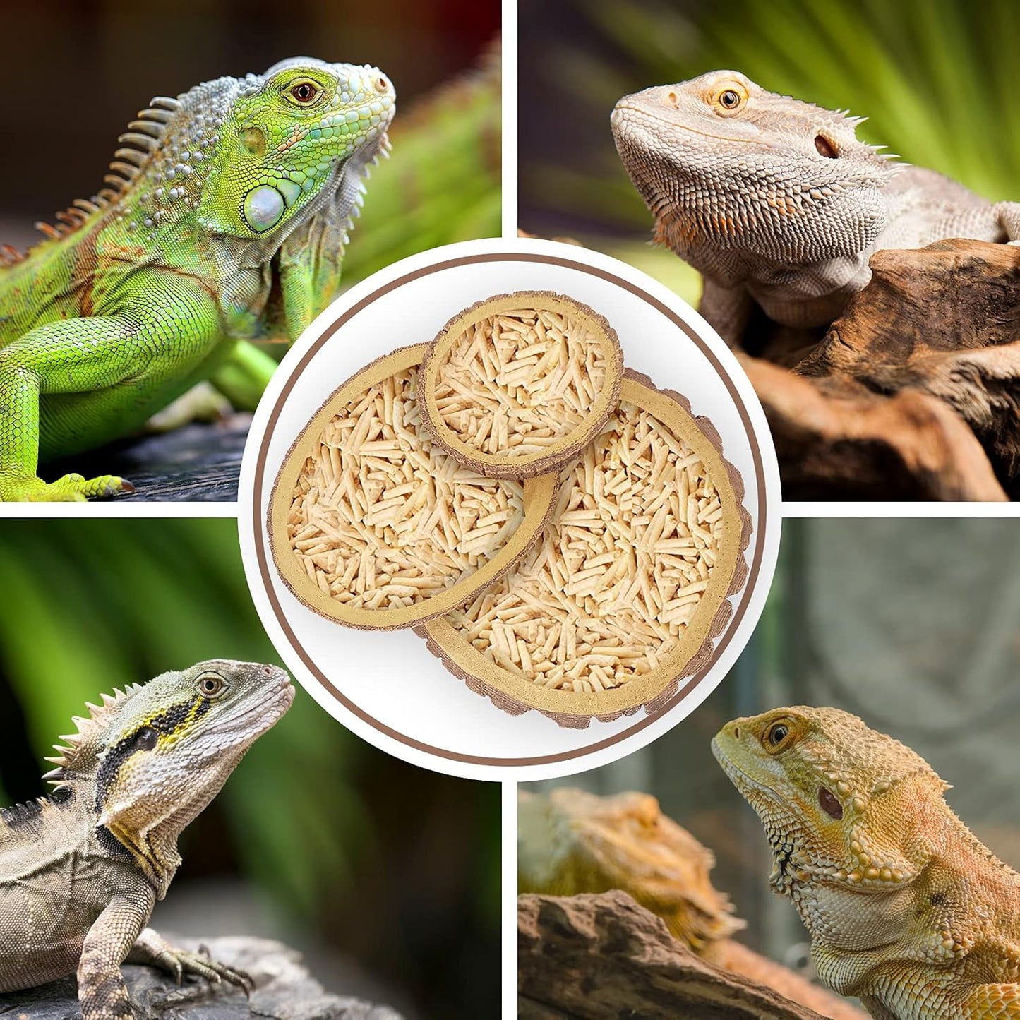 Reptile Food and Water Bowls,Bearded Dragons Accessories