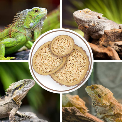 Reptile Food and Water Bowls,Bearded Dragons Accessories