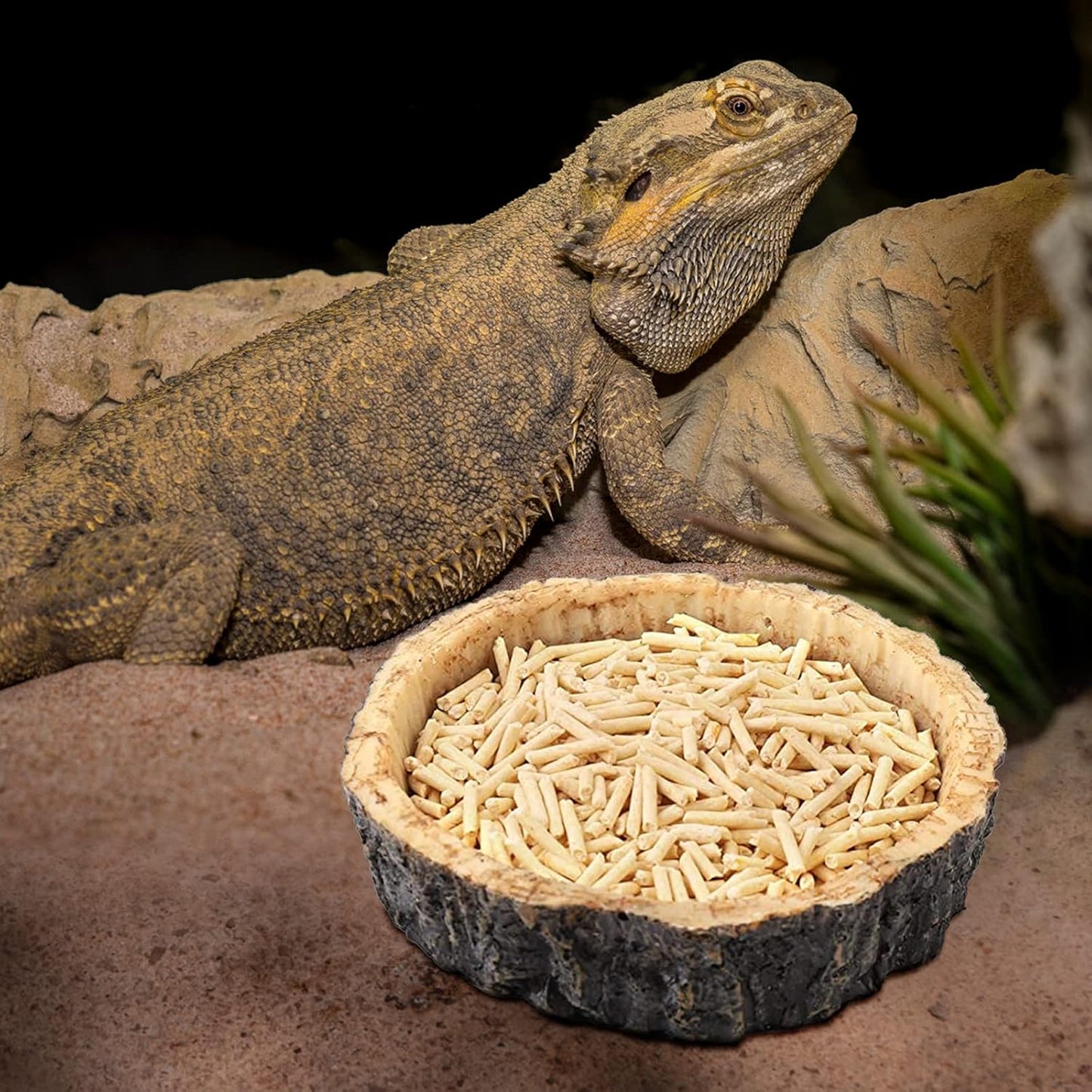 Reptile Food and Water Bowls,Bearded Dragons Accessories