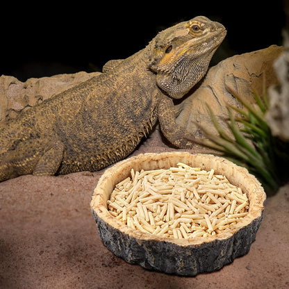Reptile Food and Water Bowls,Bearded Dragons Accessories